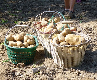 Kartoffelernte name