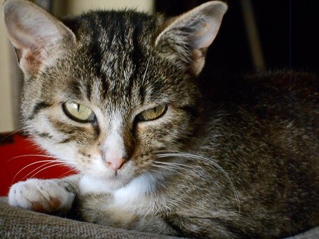 Eine Katze name